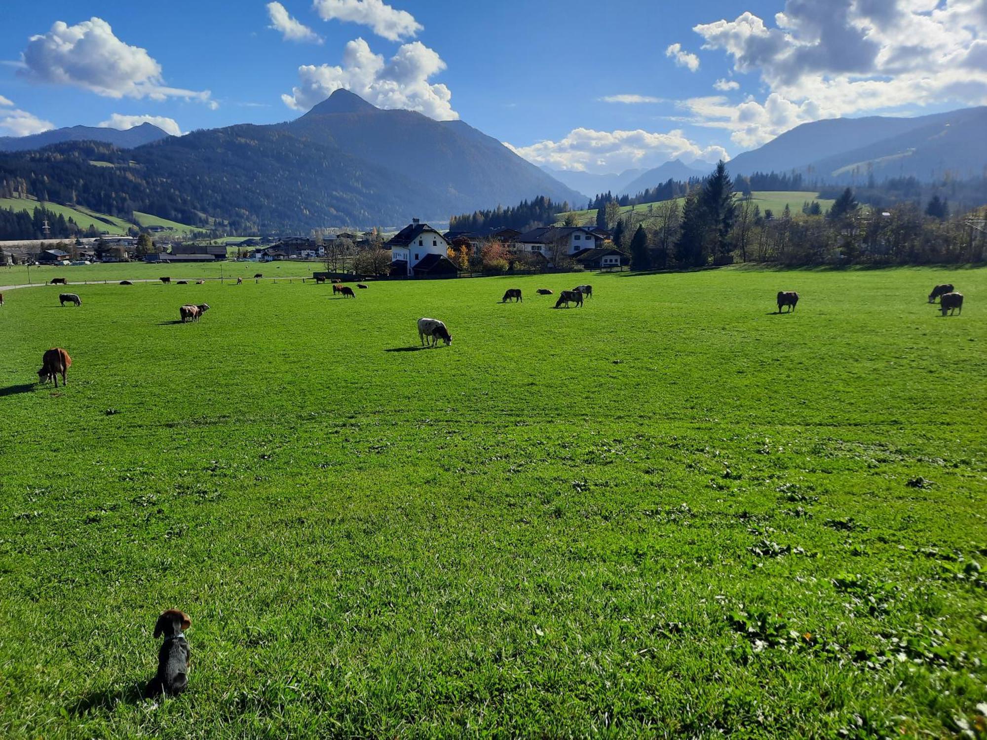 Landhotel Hinteraigengut Flachau Dış mekan fotoğraf