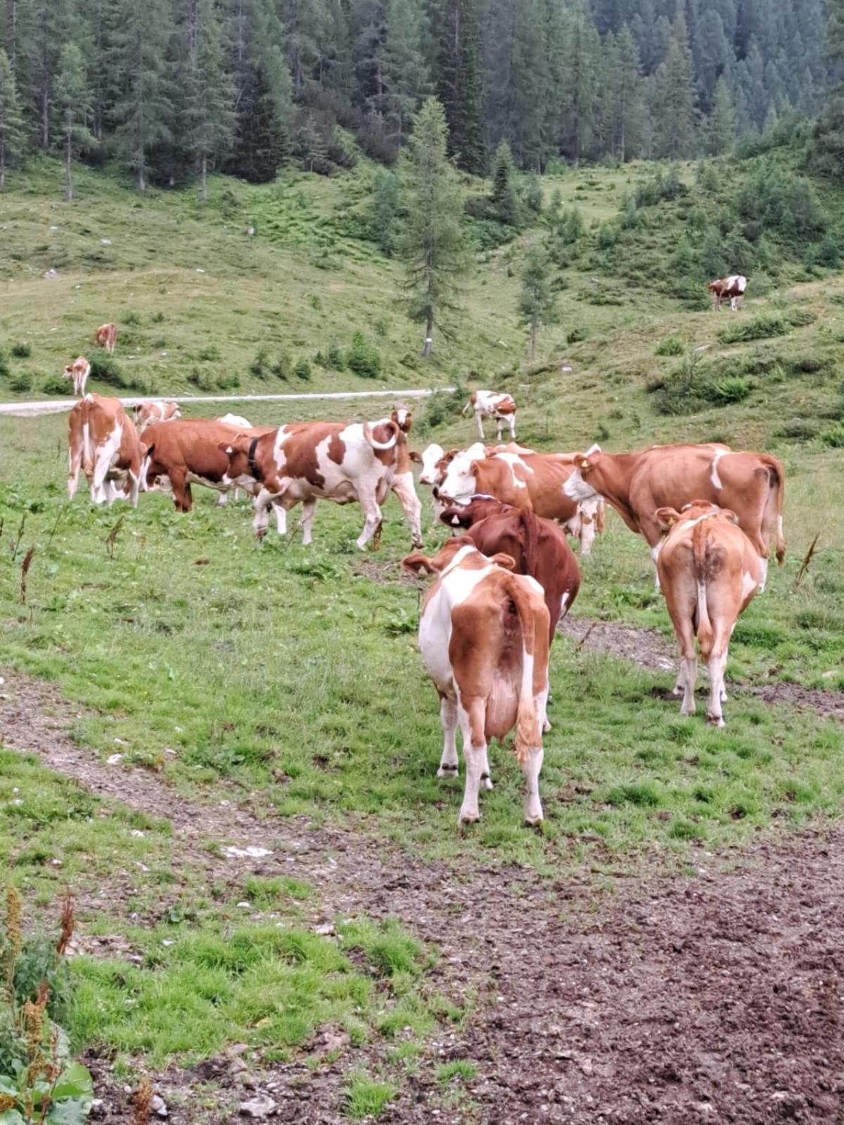 Landhotel Hinteraigengut Flachau Dış mekan fotoğraf